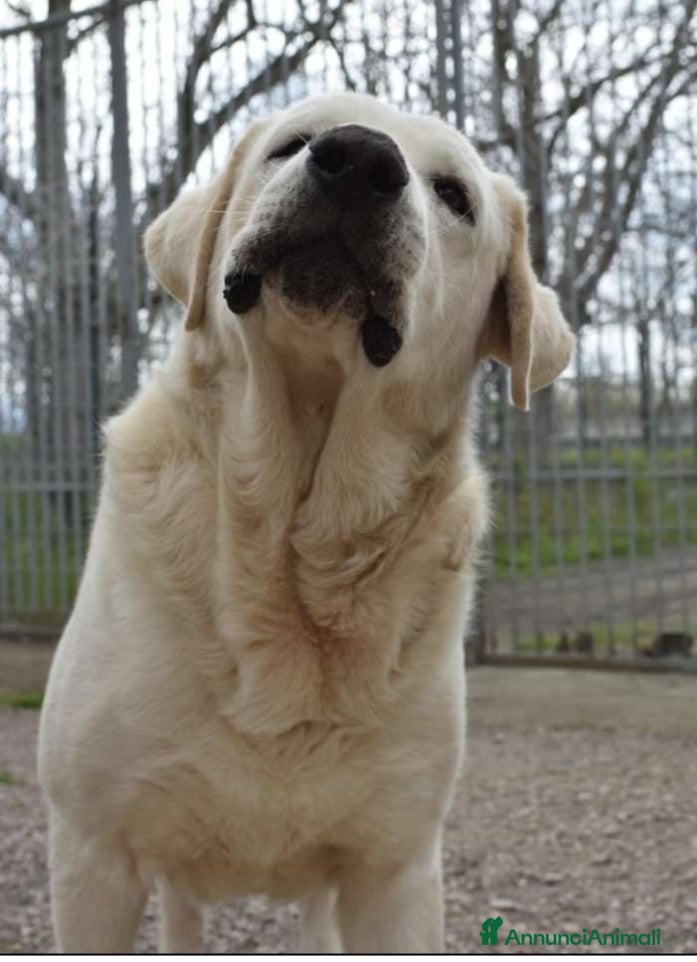 Labrador cani Labrador adulto mollato in canile 1anno fa.NAPOLI a Città metropolitana di Milano - Annuncio 2