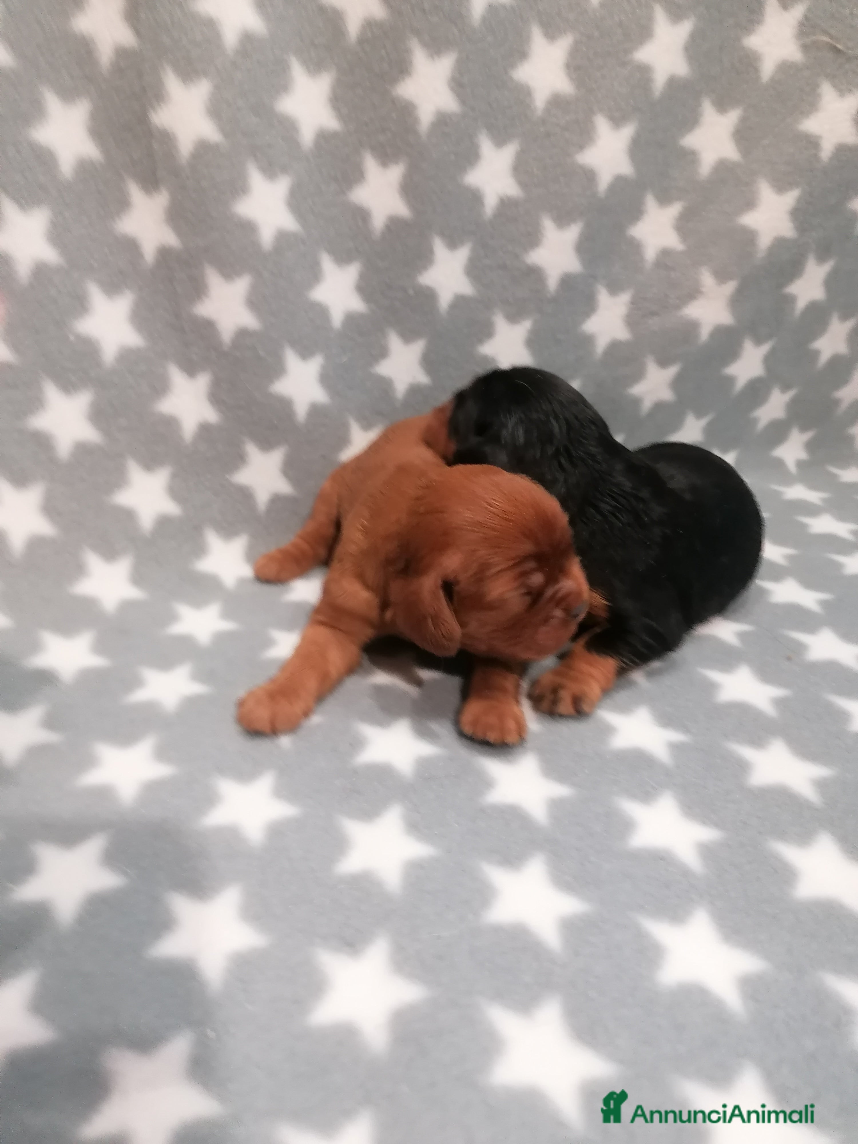 Cavalier King cani Cavalier King Charles Spaniel cuccioli - Annuncio 3