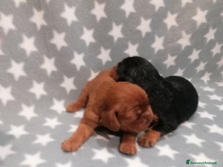 Cavalier King cani Cavalier King Charles Spaniel cuccioli - Annuncio 20