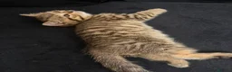 British gatti in vendita: British shorthair  a Città metropolitana di Milano - Annuncio 6