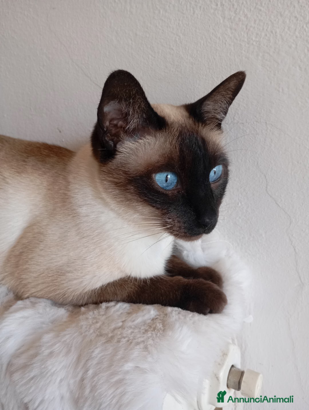 Thai gatti in vendita: Thai, tipo tradizionale di Siamese, Pedigree - Annuncio 10