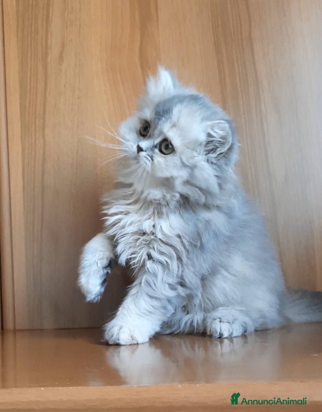 British gatti Cucciolo British longhair  - Annuncio 15