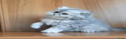 British gatti in vendita: Cucciolo British longhair  - Annuncio 1