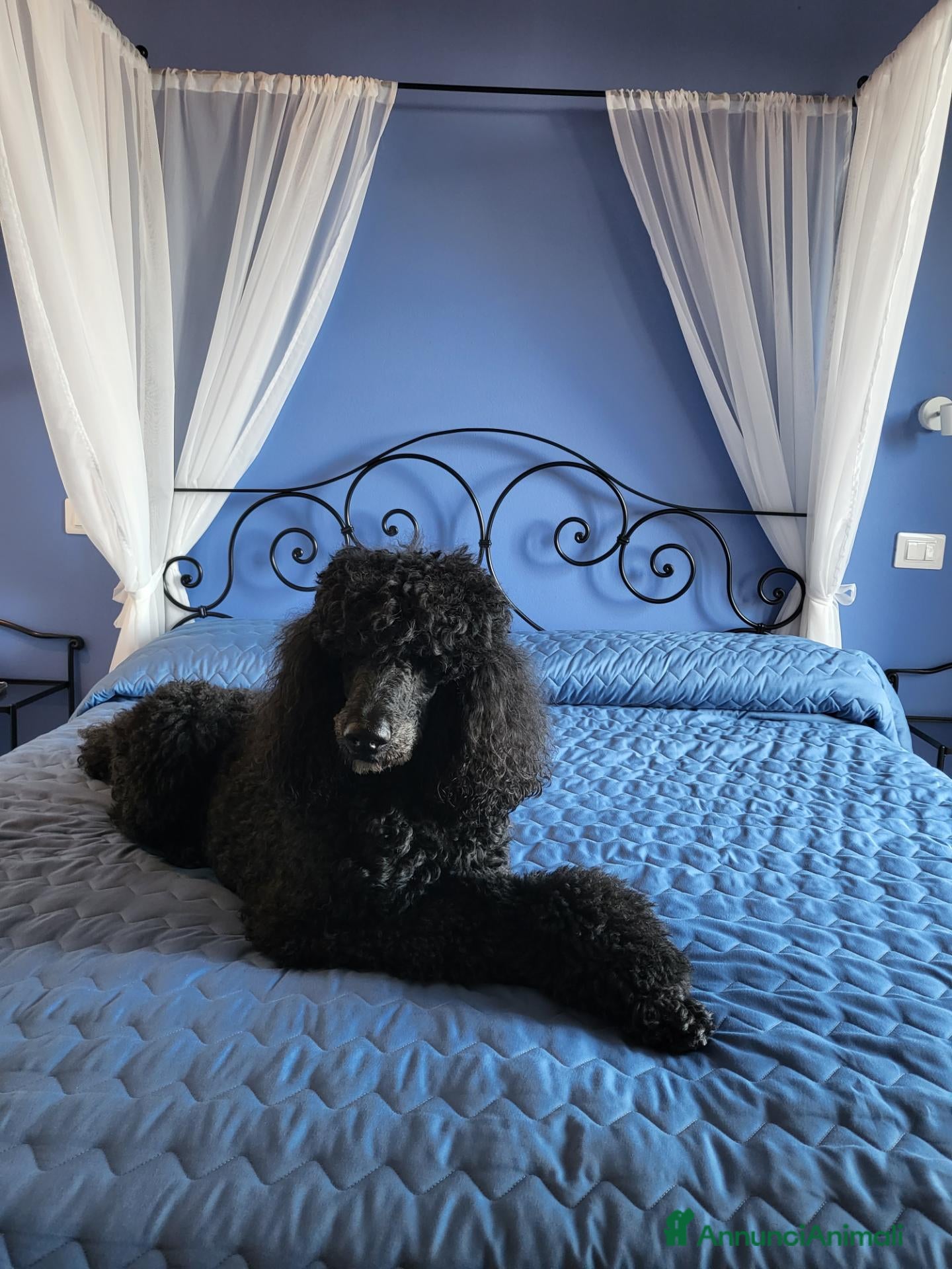 Barbone cani in vendita: Barbone grande mole  - Annuncio 31