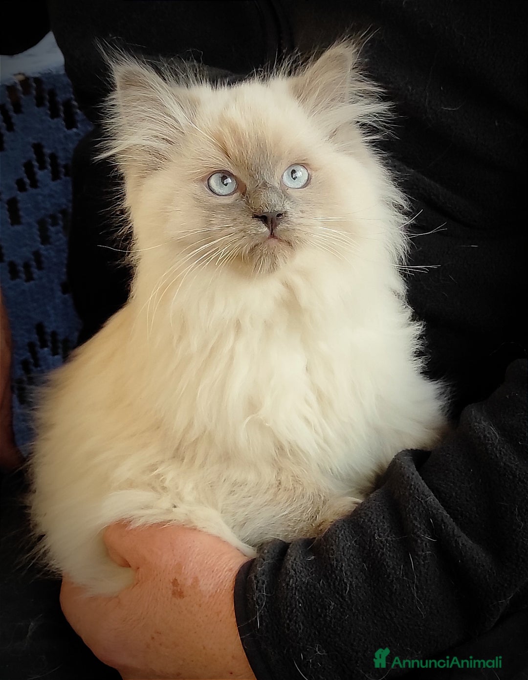 Immagine della galleria {{count}}