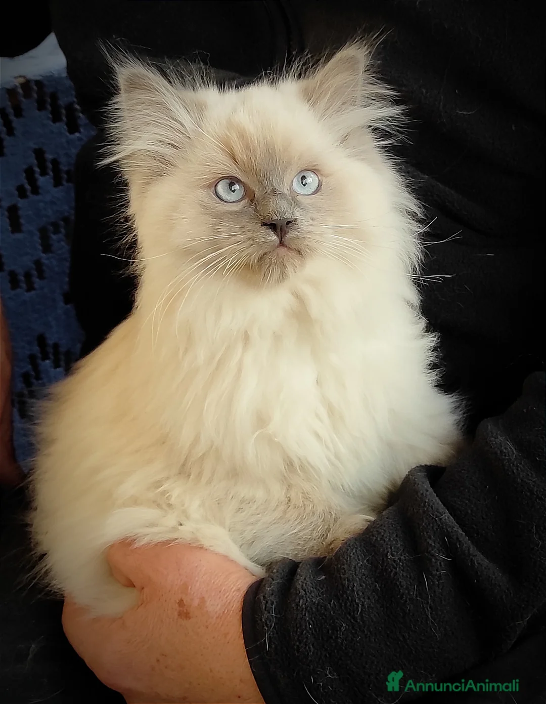 Immagine della galleria {{count}}