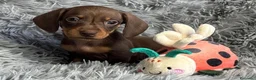 Bassotto cani in vendita: Bassotti Nani  - Annuncio 6