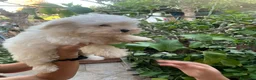 Maltese cani in vendita: Maltese cerca casa - Annuncio 5