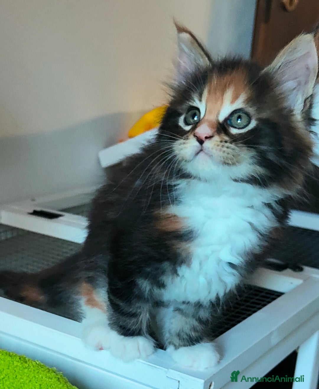 Maine Coon gatti in vendita: piccoli giganti Cattery - Annuncio 26