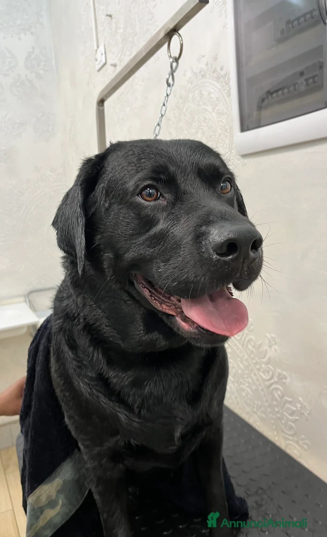Labrador cani per accoppiamento: Labrador Retriever nero sano per monta gratuita a Provincia di Verona - Annuncio 2