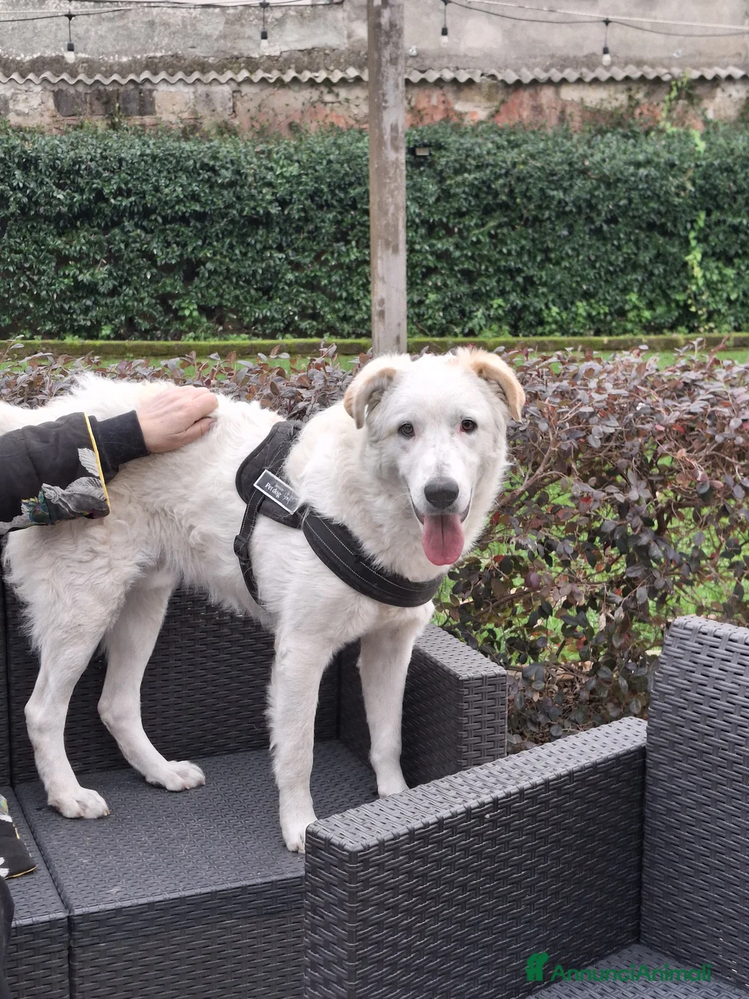 Meticcio cani in regalo: Ugo: cucciolone buonissimo con tutti  - Annuncio 3