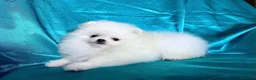 Spitz cani in vendita: Spitz di Pomerania  - Annuncio 15