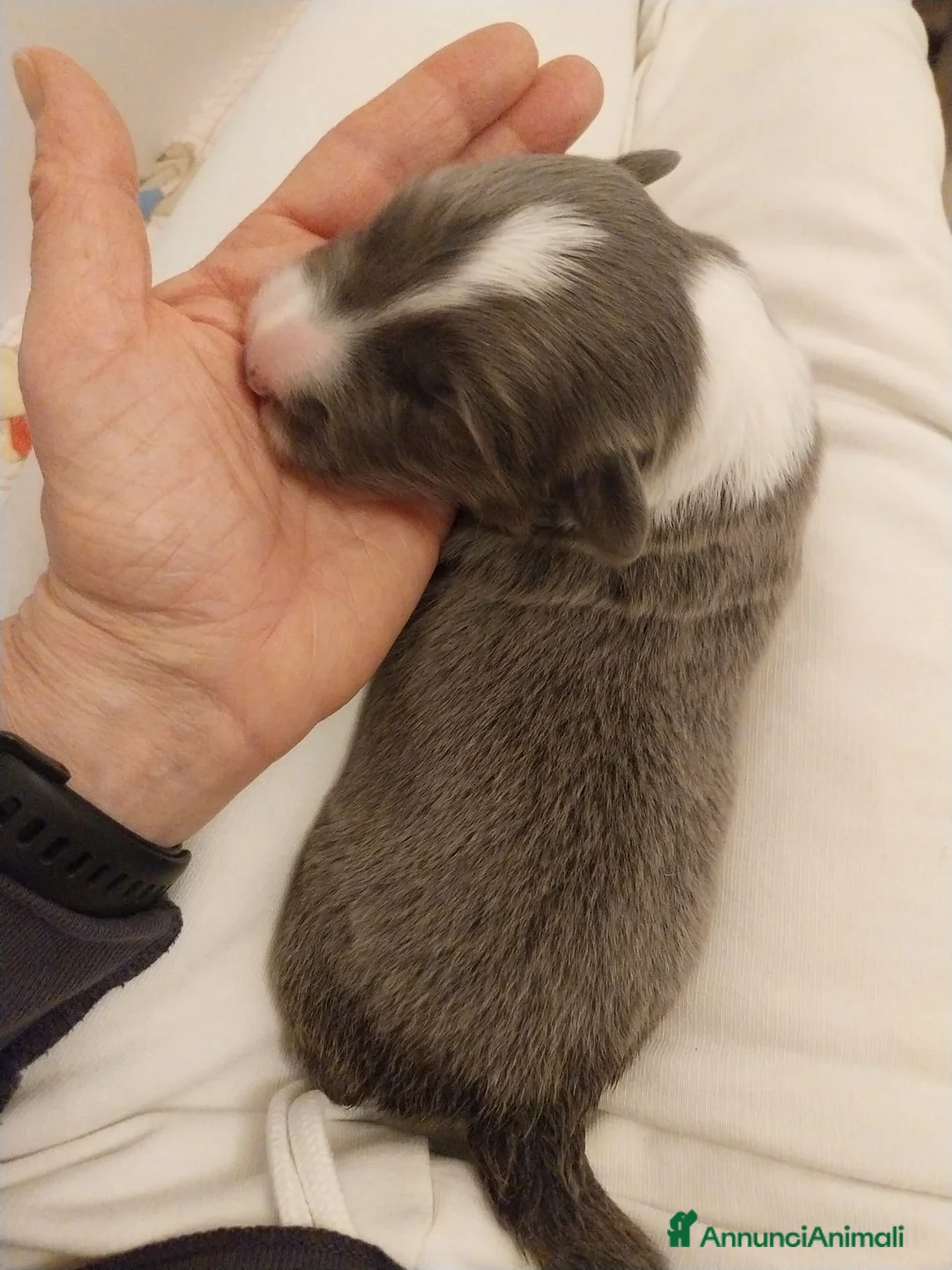 Border Collie cani in vendita: cuccioli border collie con pedigree - Annuncio 7