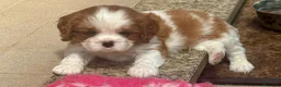 Cavalier King cani in vendita: Cuccioli di Cavalier King con Pedigree  - Annuncio 11