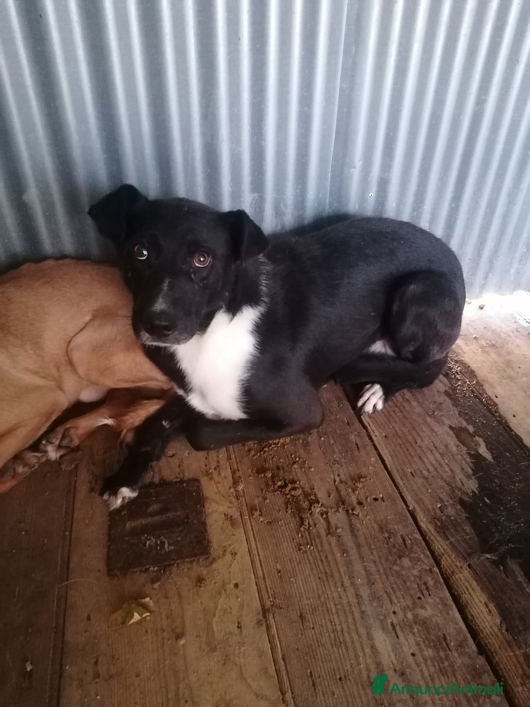 Labrador cani in regalo: Coby Labrador Mix a Provincia di Rovigo - Annuncio 2