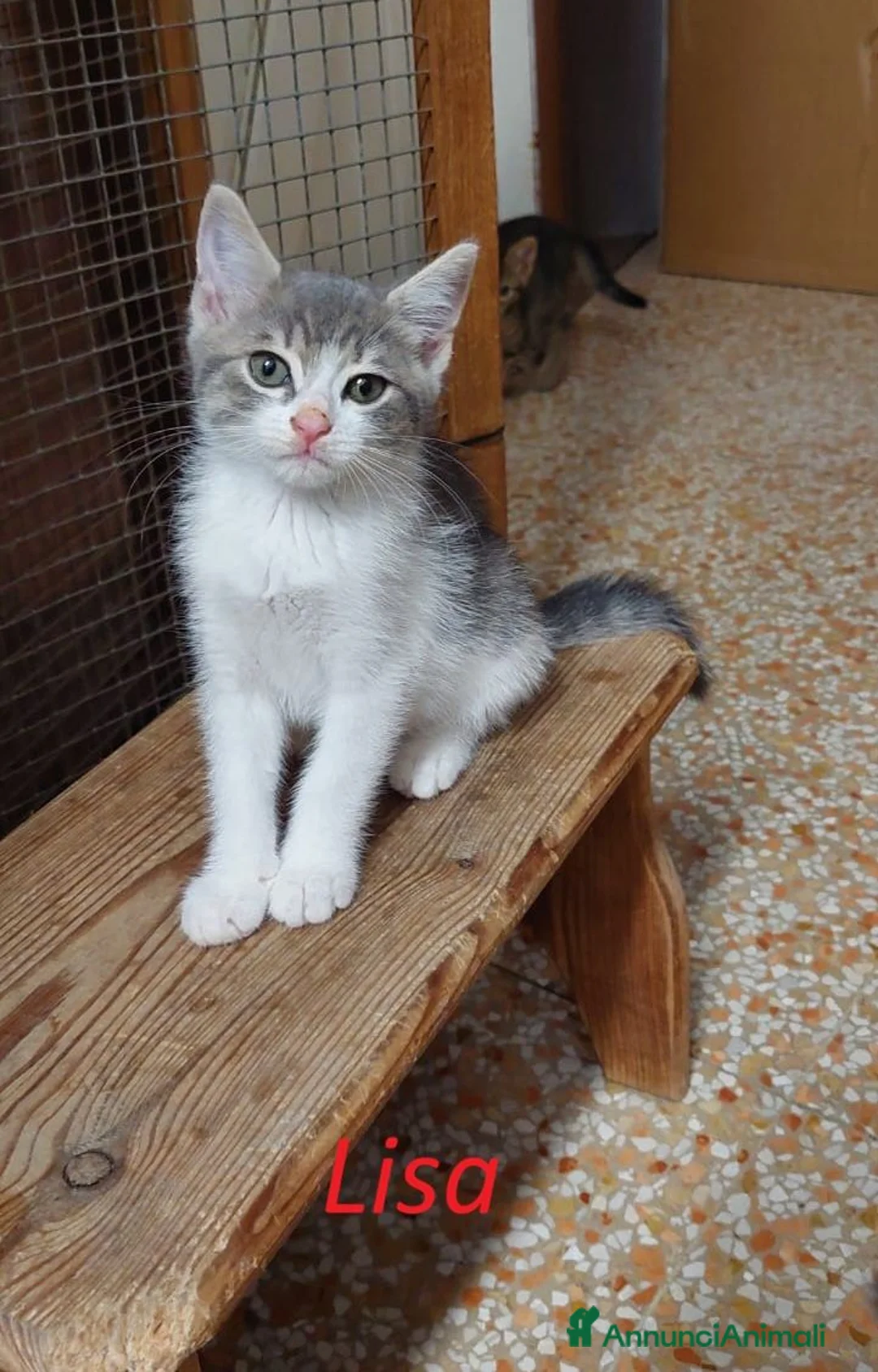 Meticcio gatti in regalo: Rita Lisa e Beniamino - Annuncio 6
