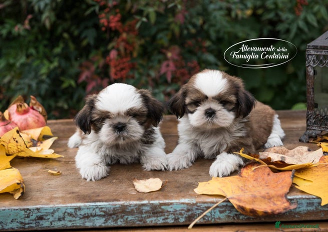 Shih Tzu cani - Annuncio 4