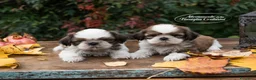 Shih Tzu cani in vendita: Piccoli Shihtzu - Annuncio 1