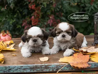Shih Tzu cani Piccoli Shihtzu - Annuncio 2