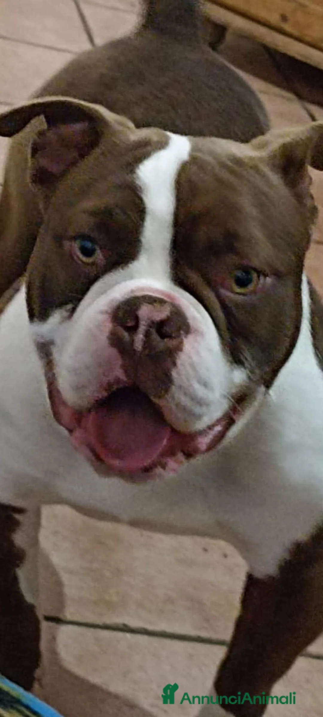 American Bully cani in regalo: Regalo a Città metropolitana di Roma Capitale - Annuncio 2