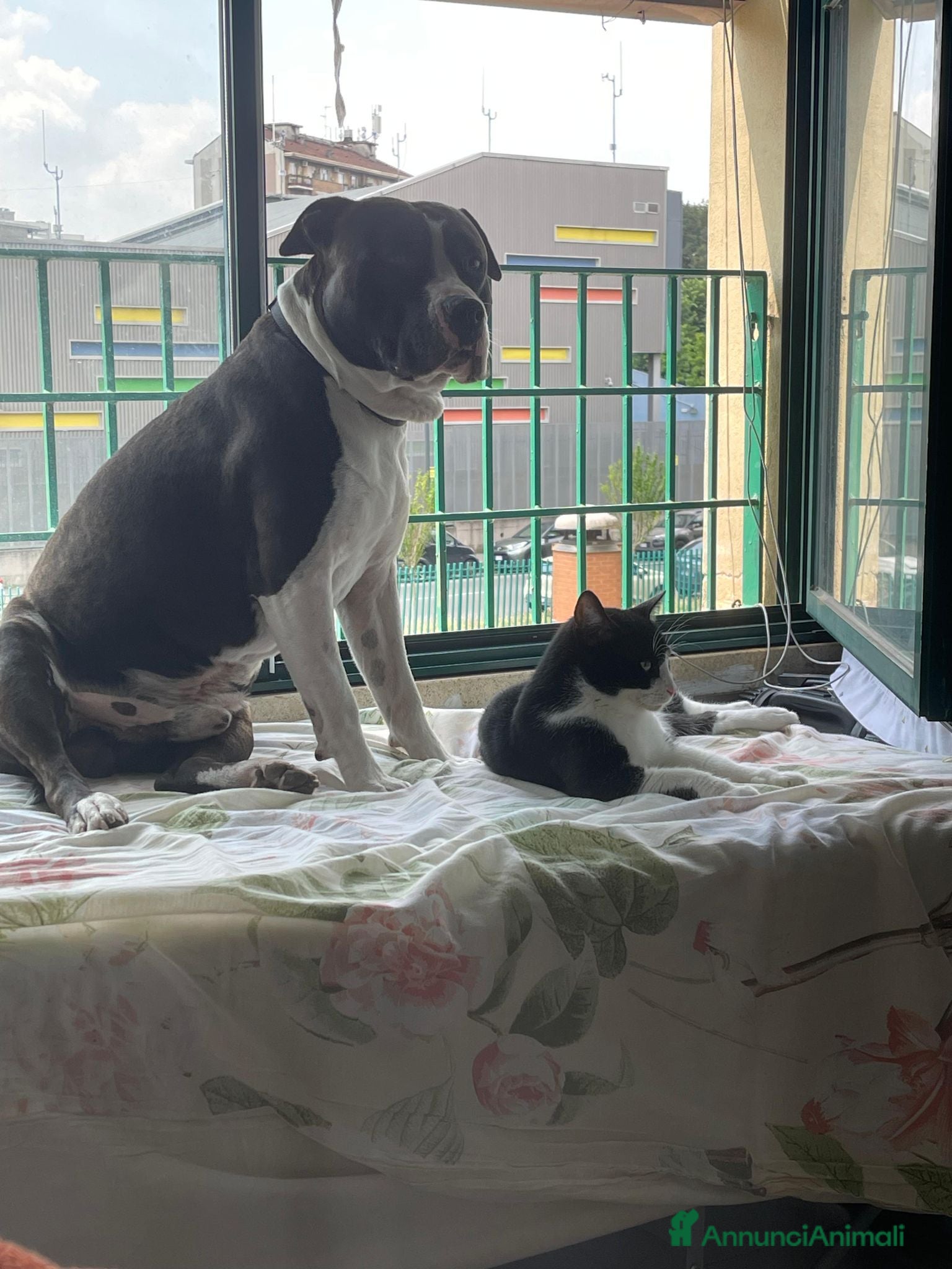 Meticcio cani Roy e Mesh Mesh, una adozione di coppia - Annuncio 1