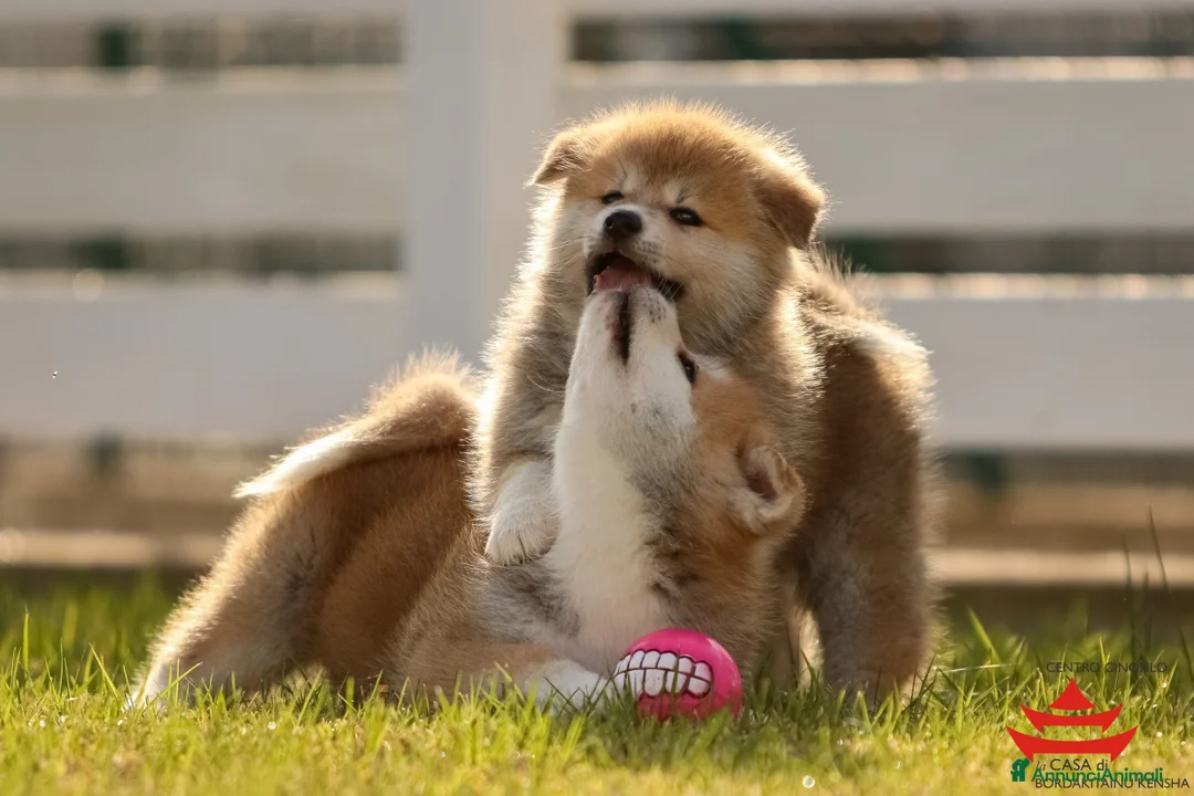 Immagine della galleria {{count}}