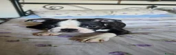 Boston Terrier cani in vendita: Cucciolo Boston Terrier - Annuncio 4