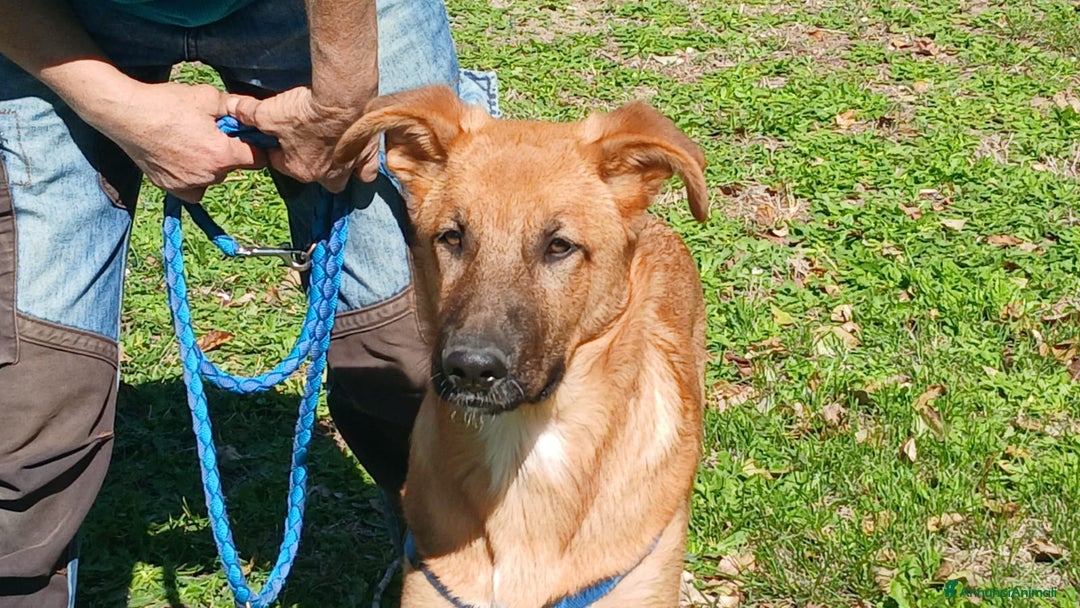 Meticcio cani in regalo: LO SPLENDIDO AKI HA BISOGNO DI TE - Annuncio 3