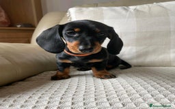 Bassotto cani in vendita: Cuccioli di Bassotto pronti a Provincia di Perugia - Immagine 6