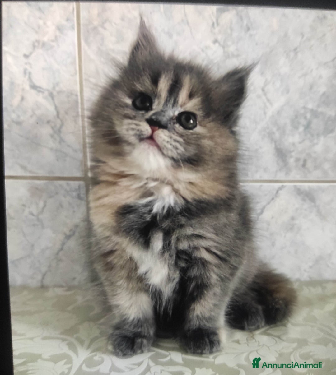 Persiano gatti in vendita: Cucciola di persiano tricolore  - Annuncio 2