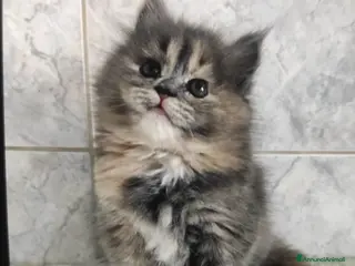 Persiano gatti in vendita: Cucciola di persiano tricolore - Annuncio 2