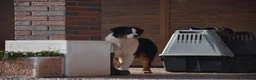 Australian Shepherd cani in vendita: Australian Shepherd pedigree ENCI - Annuncio 19