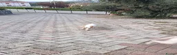 Meticcio cani in vendita: Cucciolo da tartufi di 2 mesi ,Già avviato a Provincia di Fermo - Annuncio 6