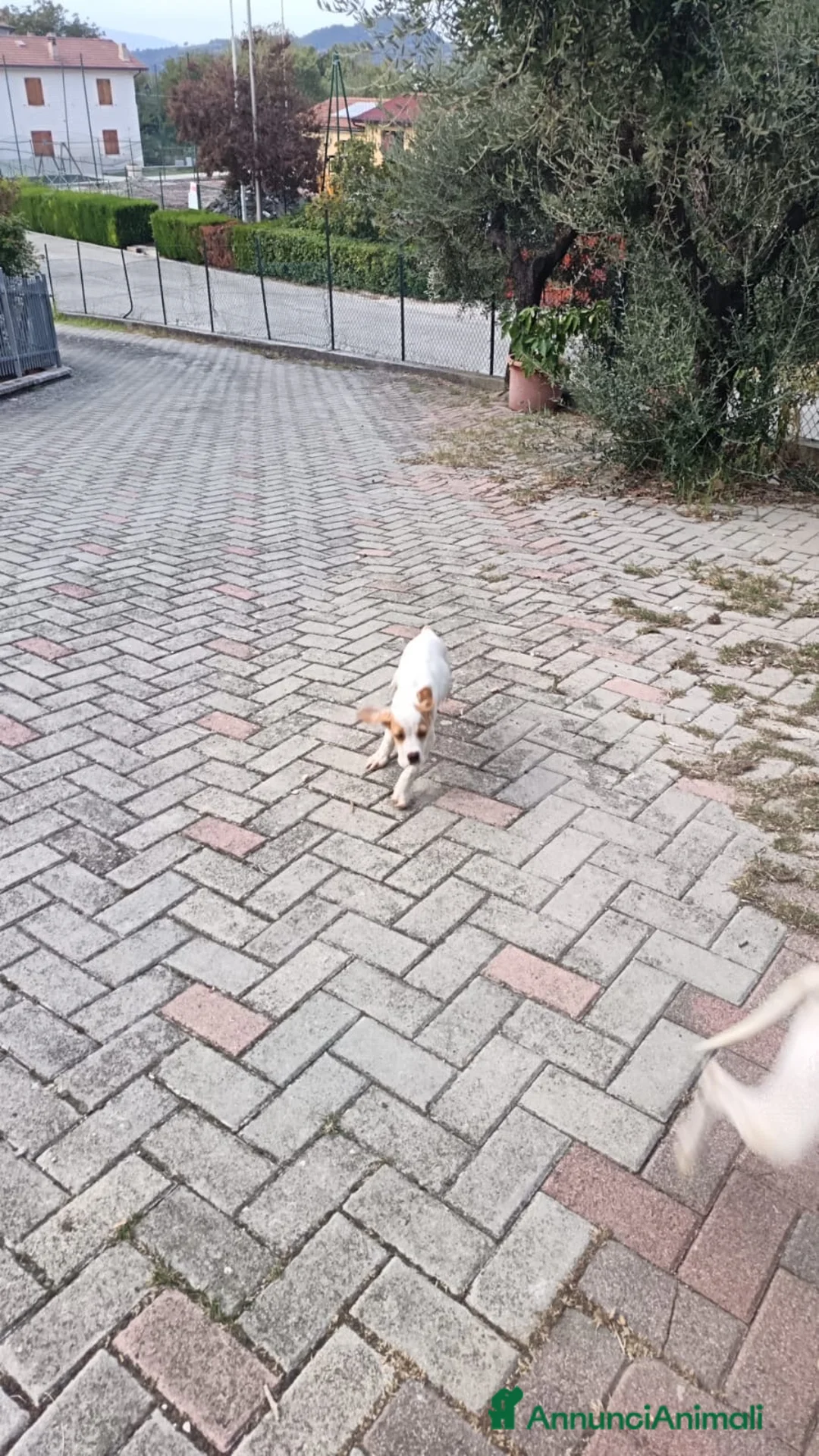 Meticcio cani in vendita: Cucciolo da tartufi di 2 mesi ,Già avviato a Provincia di Fermo - Annuncio 6