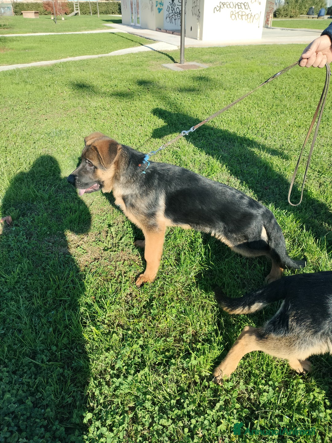 Pastore Tedesco cani in vendita: Disponibili 2 cuccioli di pastore tedesco  - Annuncio 4