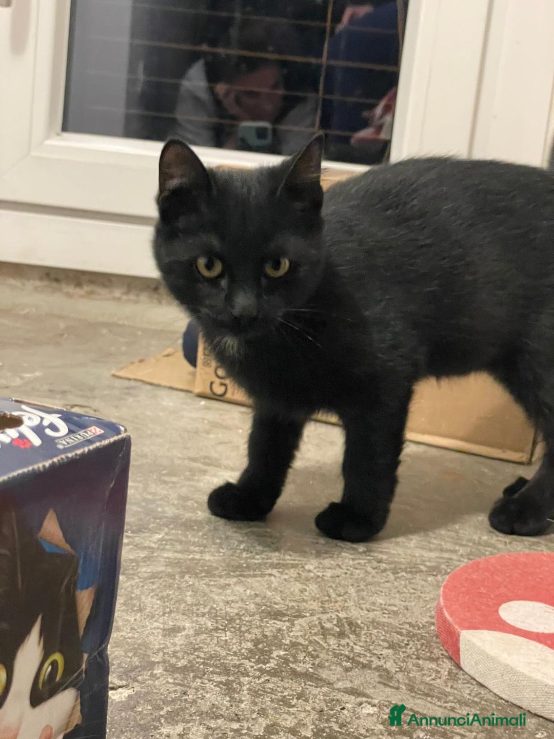 Europeo gatti in regalo: MADAME, bellissima gattina cerca casa! - Annuncio 2