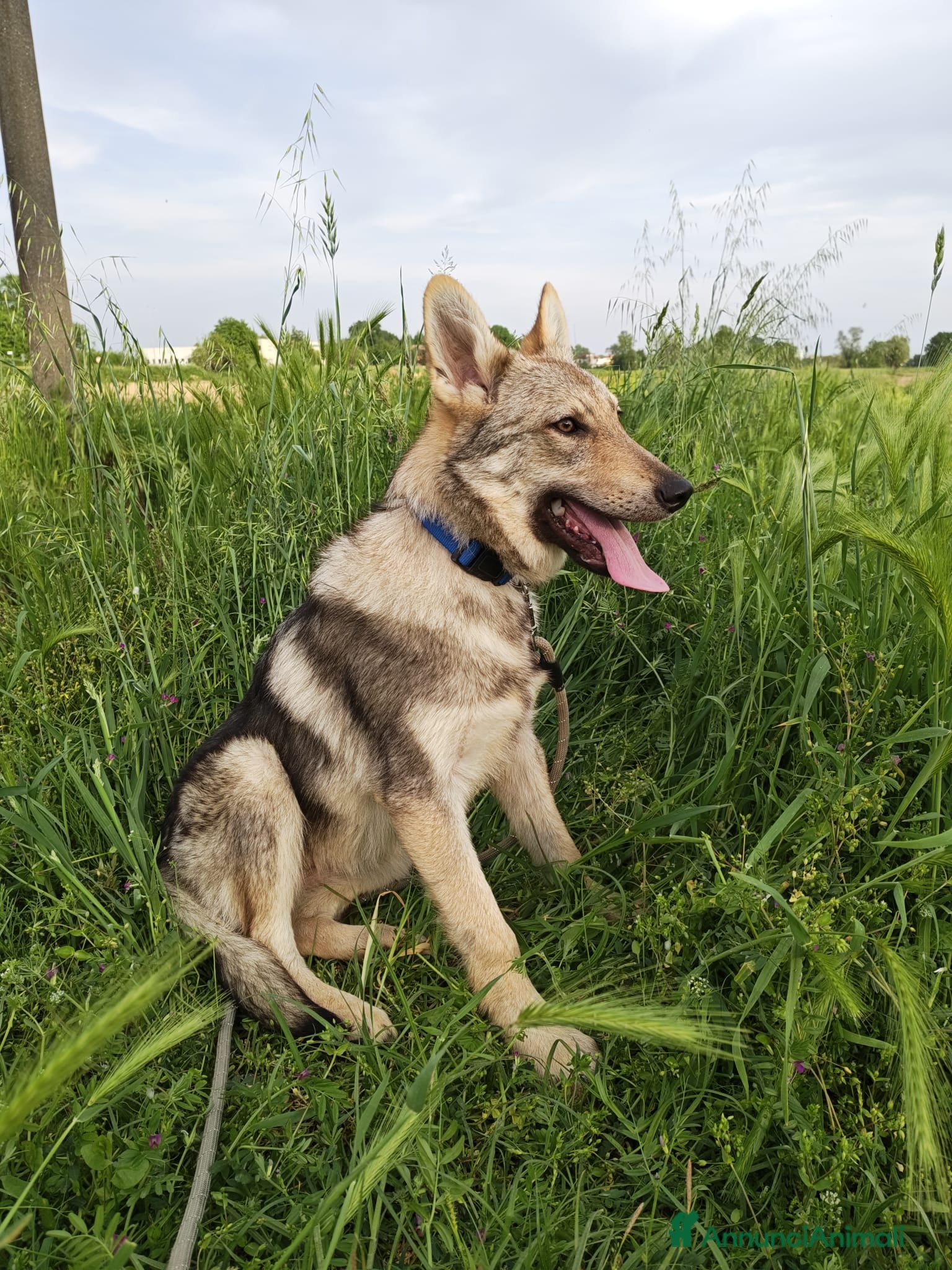 Lupo Cecoslovacco cani Cane lupo Cecoslovacco  - Annuncio 3
