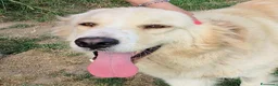 Meticcio cani in regalo: Astra, derivata Golden retriever in adozione  - Annuncio 2