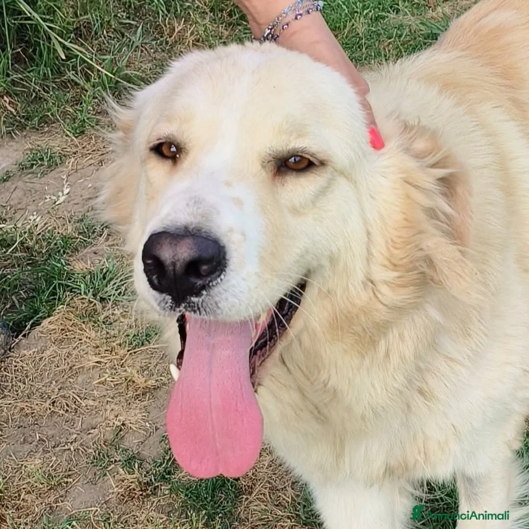 Meticcio cani in regalo: Astra, derivata Golden retriever in adozione  - Annuncio 2