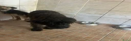 Meticcio cani in regalo: Zorro, Schnauzer-Terrier Mix in canile a Catania - Annuncio 7