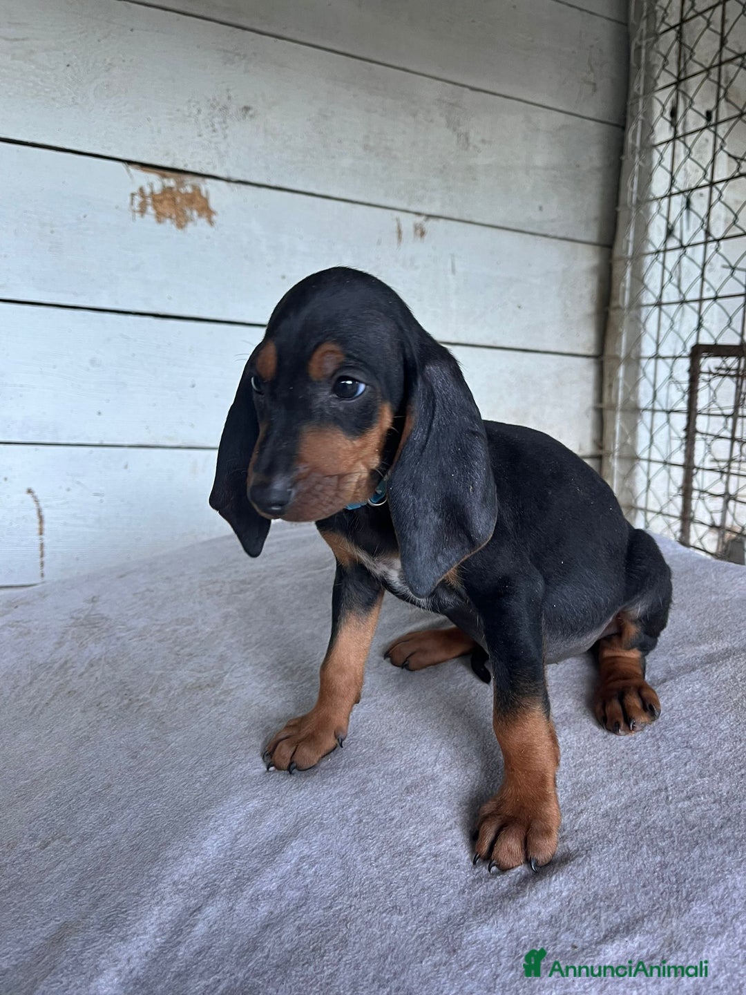 Segugio cani in vendita: segugio italiano  - Annuncio 4