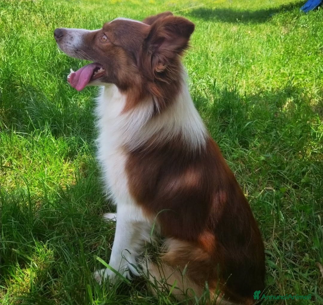 Border Collie cani in vendita: Border Collie  - Annuncio 10