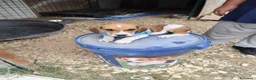 Meticcio cani in regalo: CUCCIOLI 2 mesi taglia media - Annuncio 7
