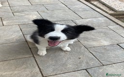 Border Collie cani in vendita: Cuccioli Border Collie Femmine  a Città metropolitana di Roma Capitale - Immagine 2