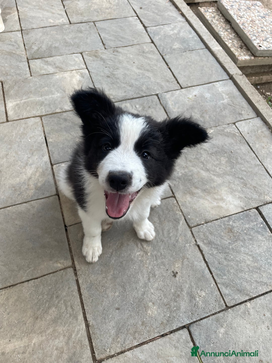 Border Collie cani in vendita: Cuccioli Border Collie Femmine  a Città metropolitana di Roma Capitale - Immagine 2