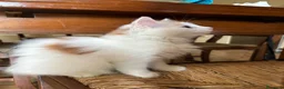 Siberiano gatti in vendita: Noralee gattina siberiana ipoallergenica - Annuncio 5