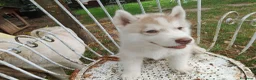 Husky cani in vendita: Siberian husky  - Annuncio 5