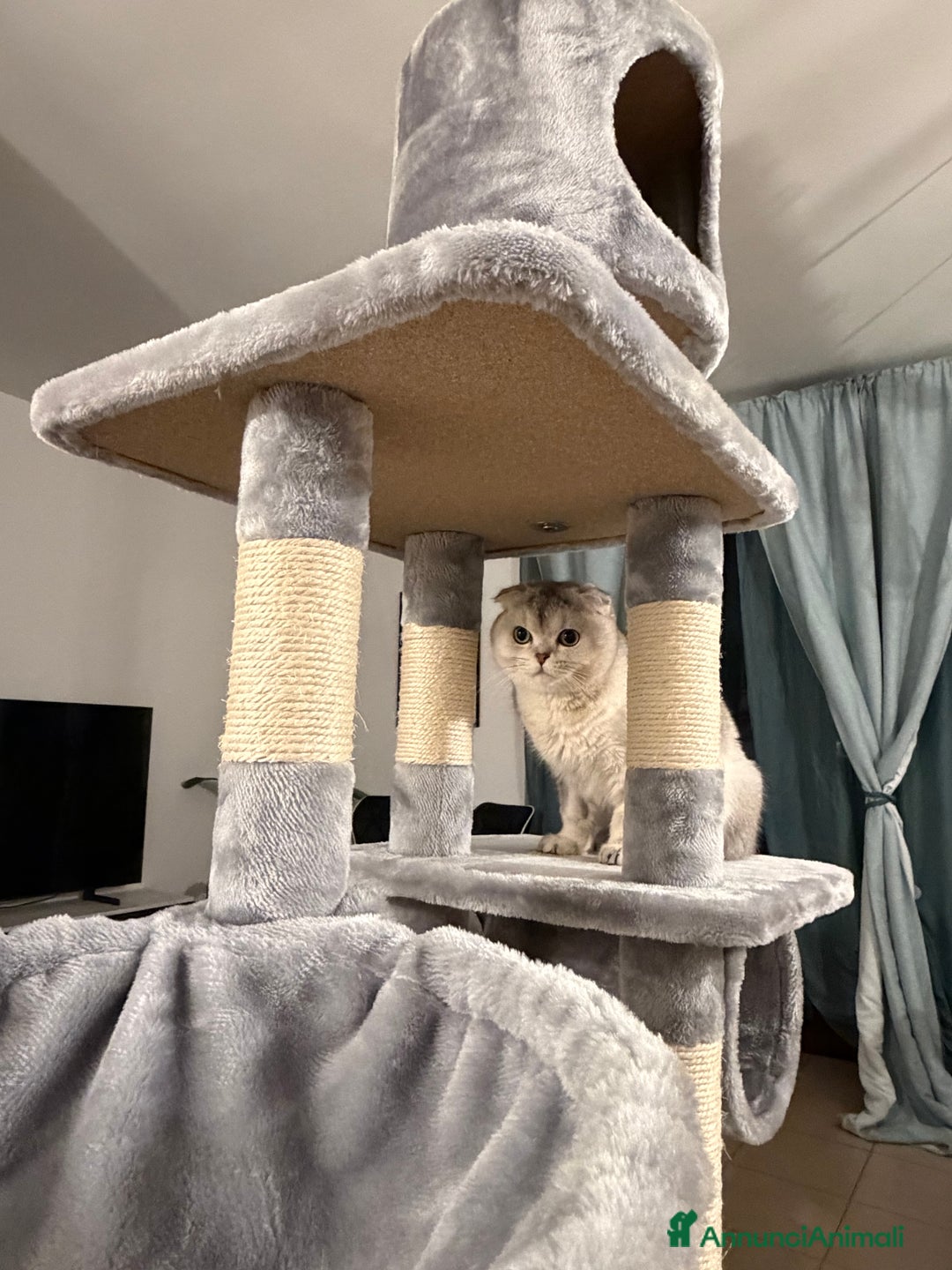 Scottish gatti per accoppiamento: Cerco femmina scottish straight per accoppiamento - Annuncio 10