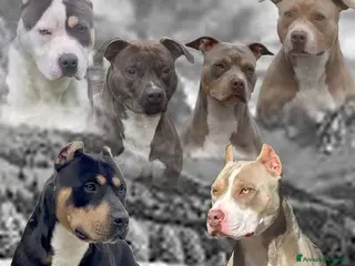 Pitbull cani Cucciola American Pitbull Terrier UKC - Annuncio 1