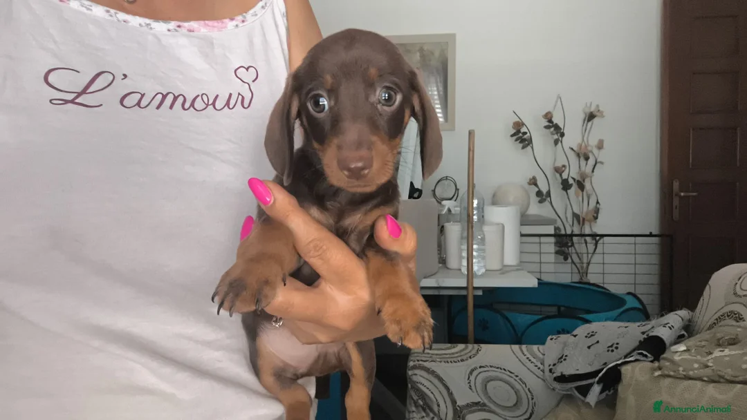 Bassotto cani in vendita: Bassotto tedesco femmina  - Annuncio 2
